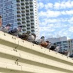 Pigeons on a ledge