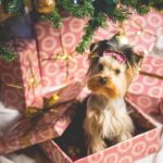 Dog in a wrapped box